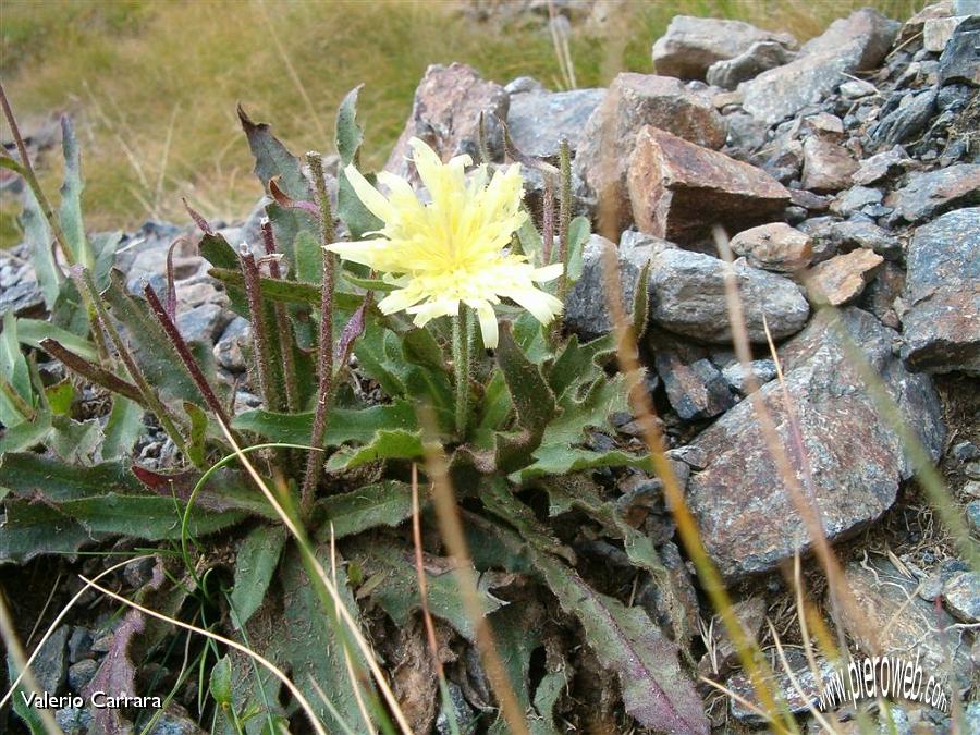 18° Ultime fioriture.jpg